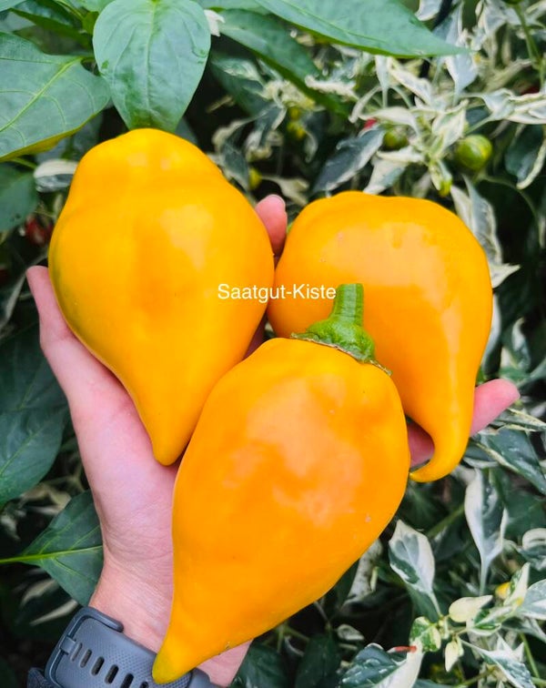 Paprika Lesya Yellow (freilandgeeignet)