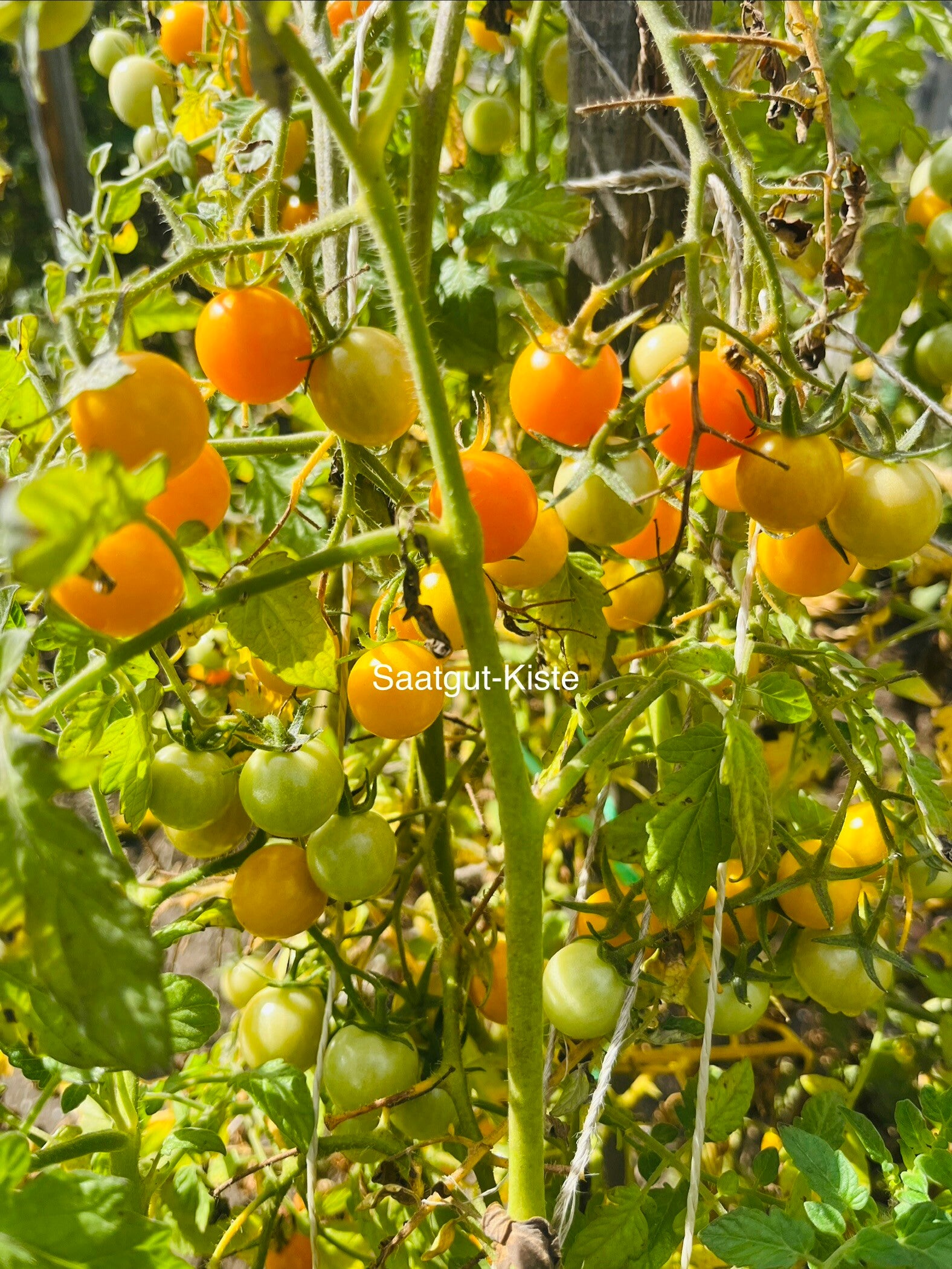 Tomate Apricosa (Massenträger)