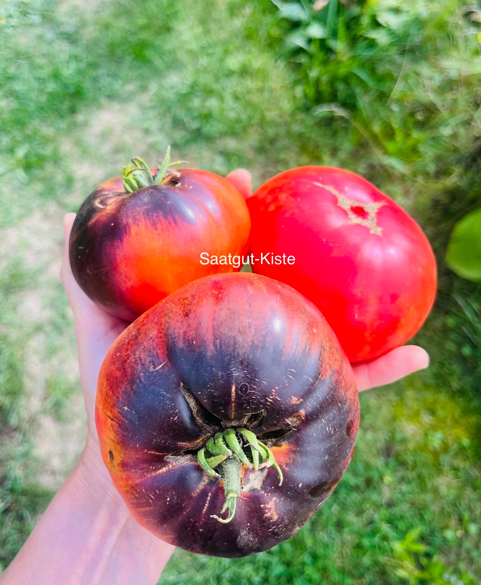 Tomate Afternoon Delight