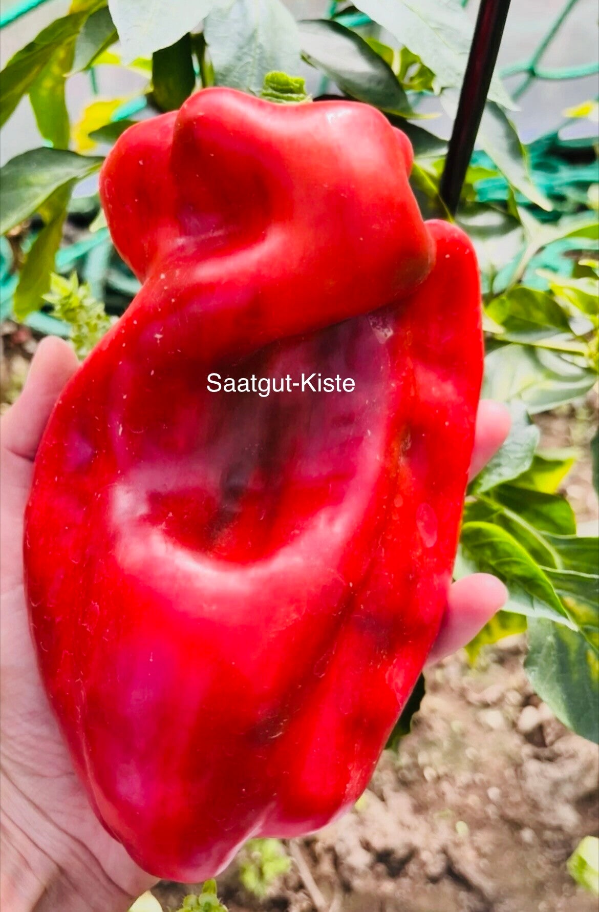 Paprika Atlantika