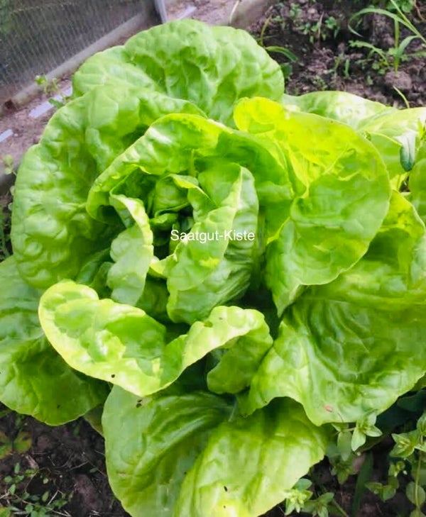 Pflücksalat Bionda a Foglia Liscia
