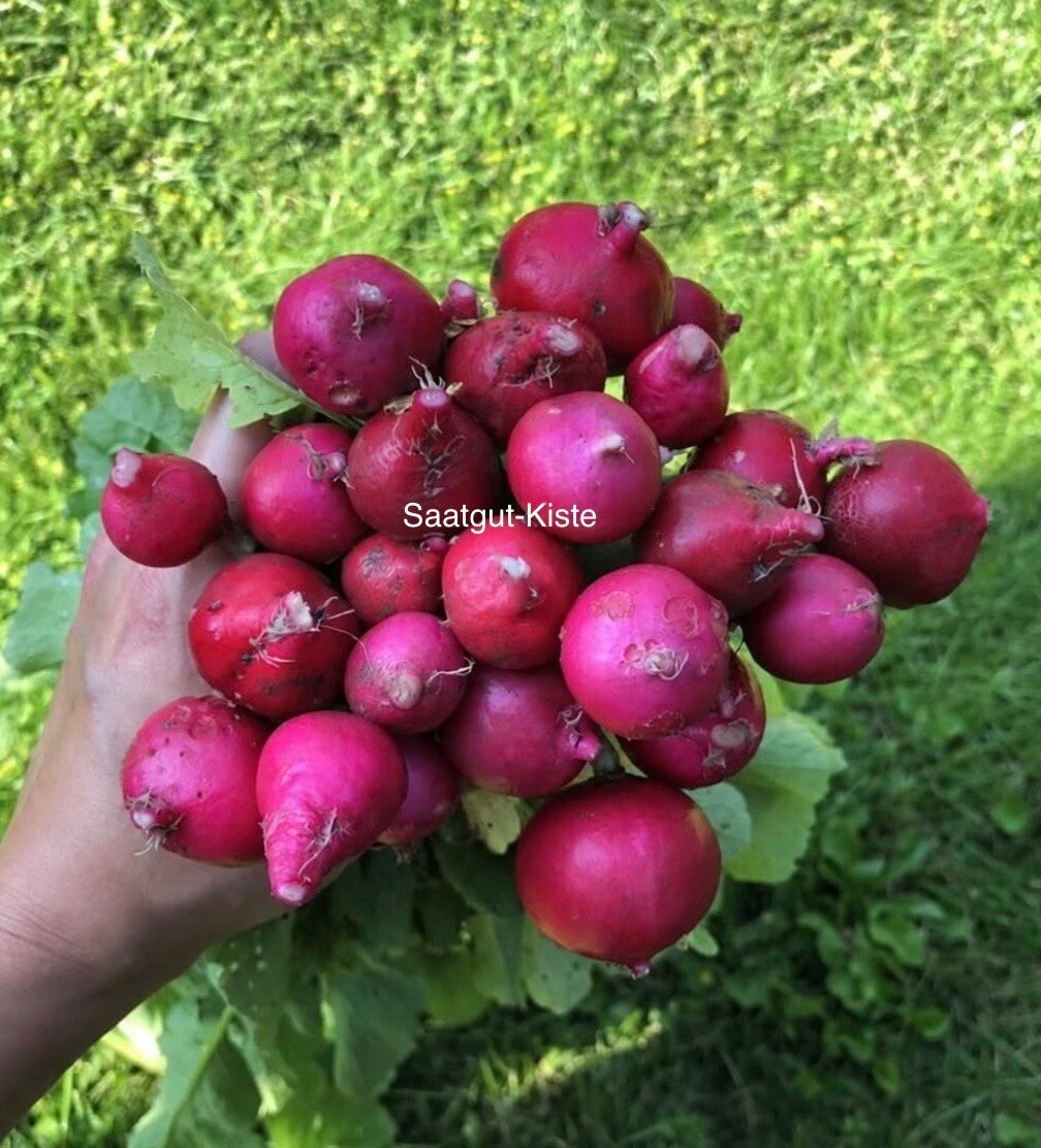 Radieschen Dattero Rosso