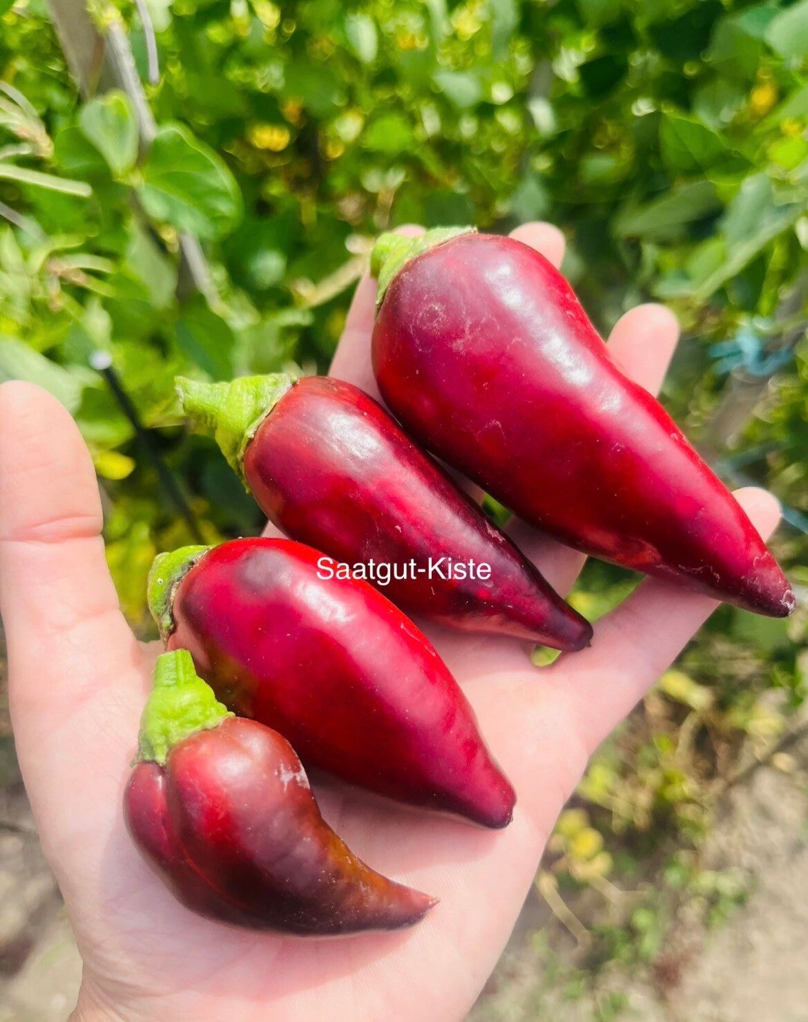 Paprika Jugo (freilandgeeignet)