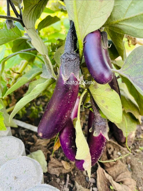 Aubergine Slim Jim