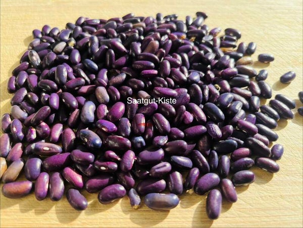 Buschbohne Purple of Madagaskar
