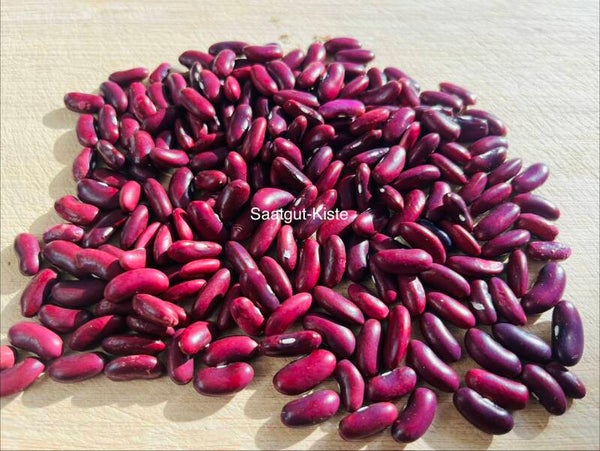 Buschbohne Violette Amalienbohne