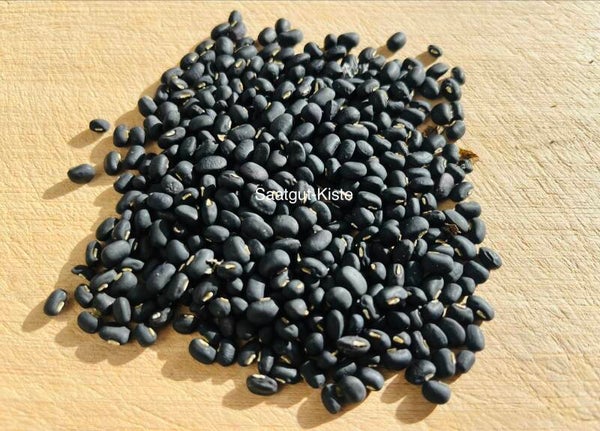 Augenbohne Pinto vigna ungiculata