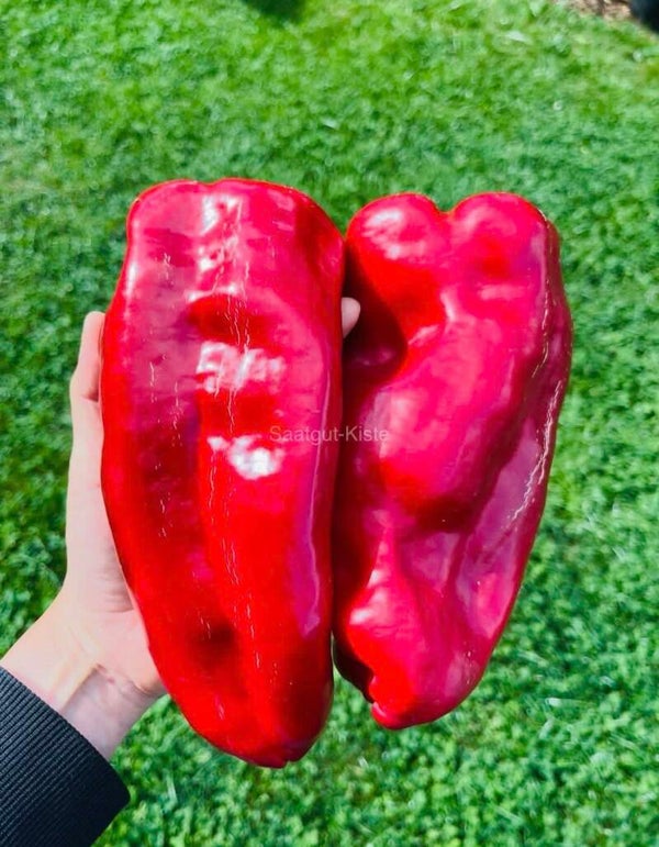 Paprika Fatima
