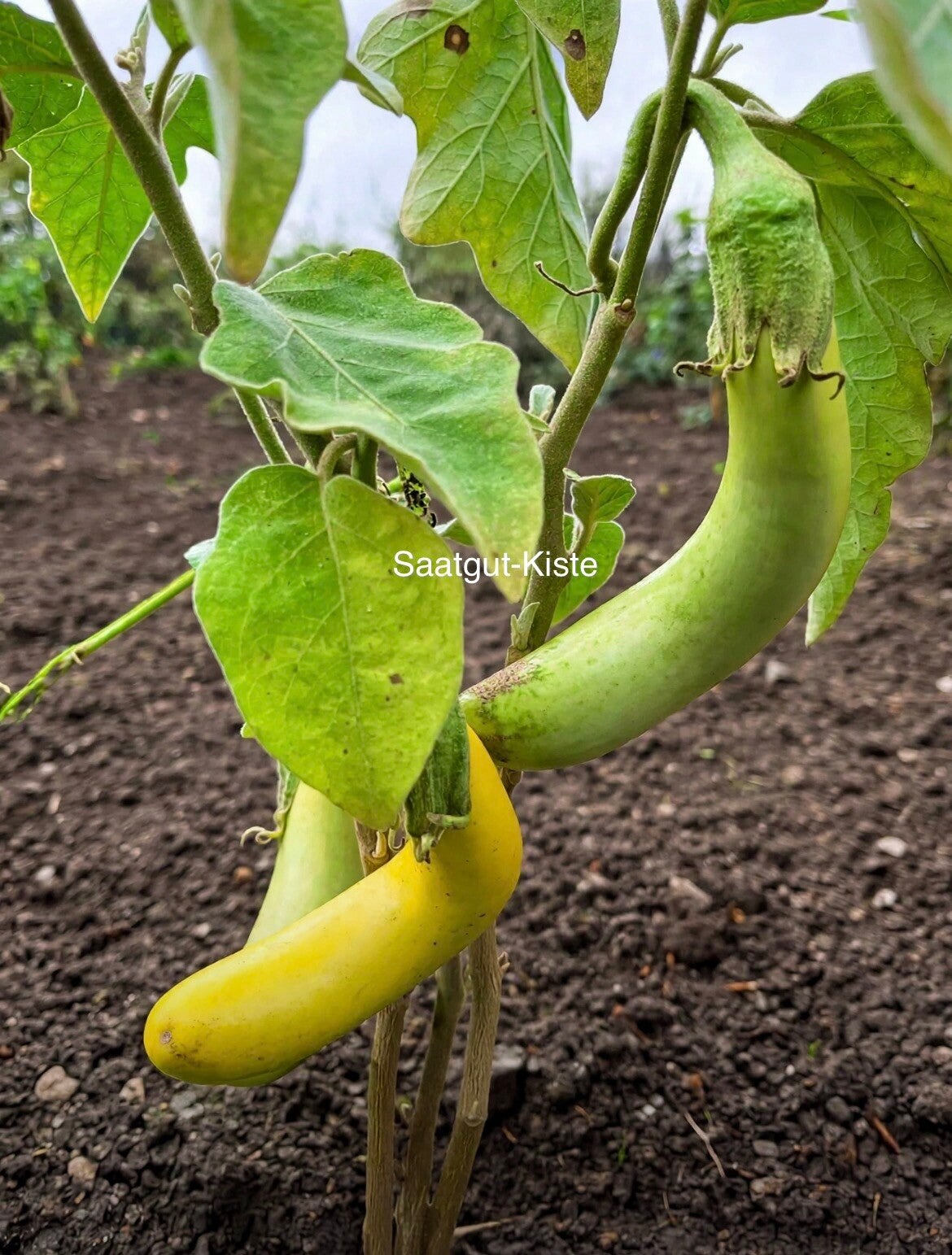 Aubergine Thai Long Green
