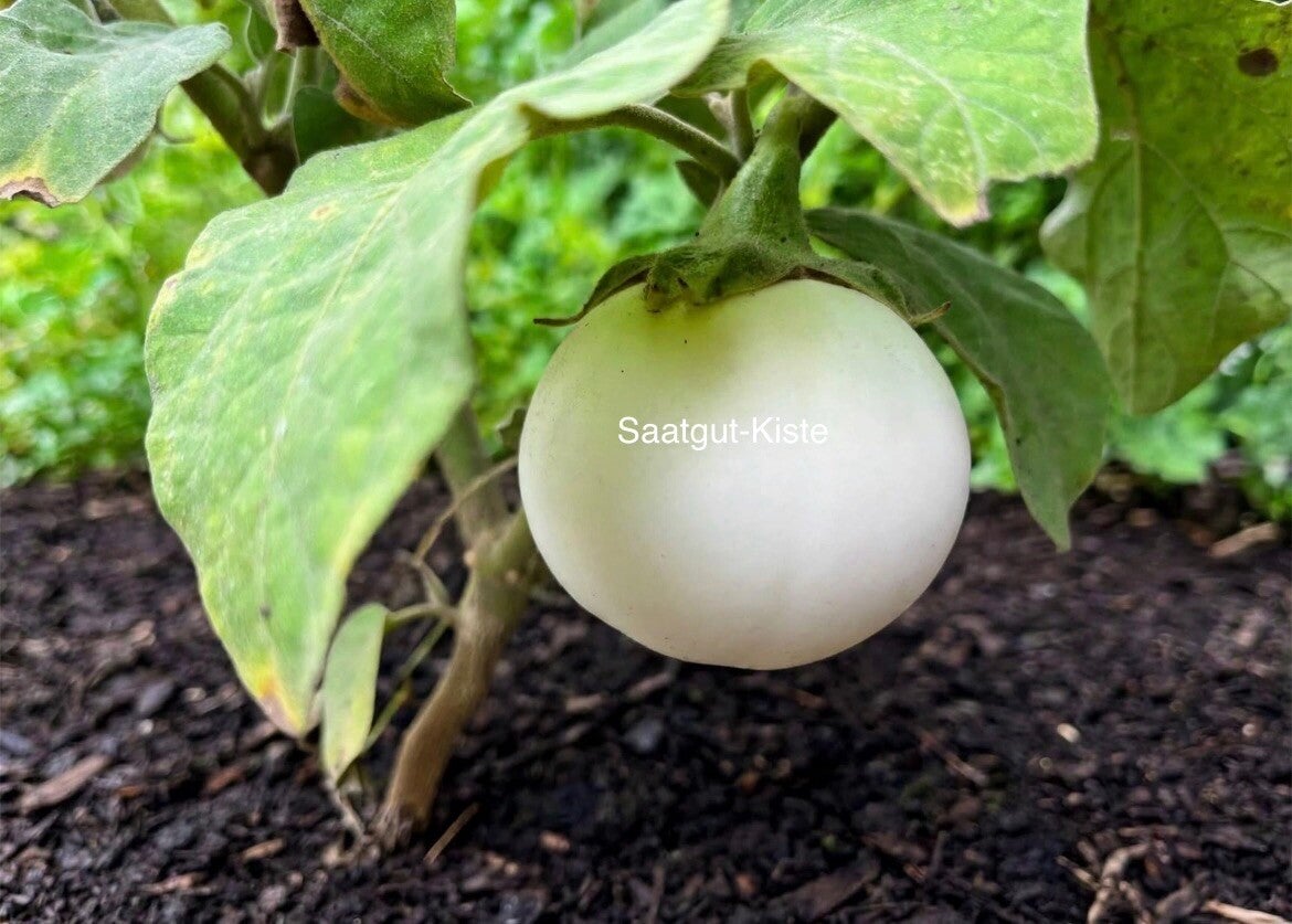 Aubergine White Egg