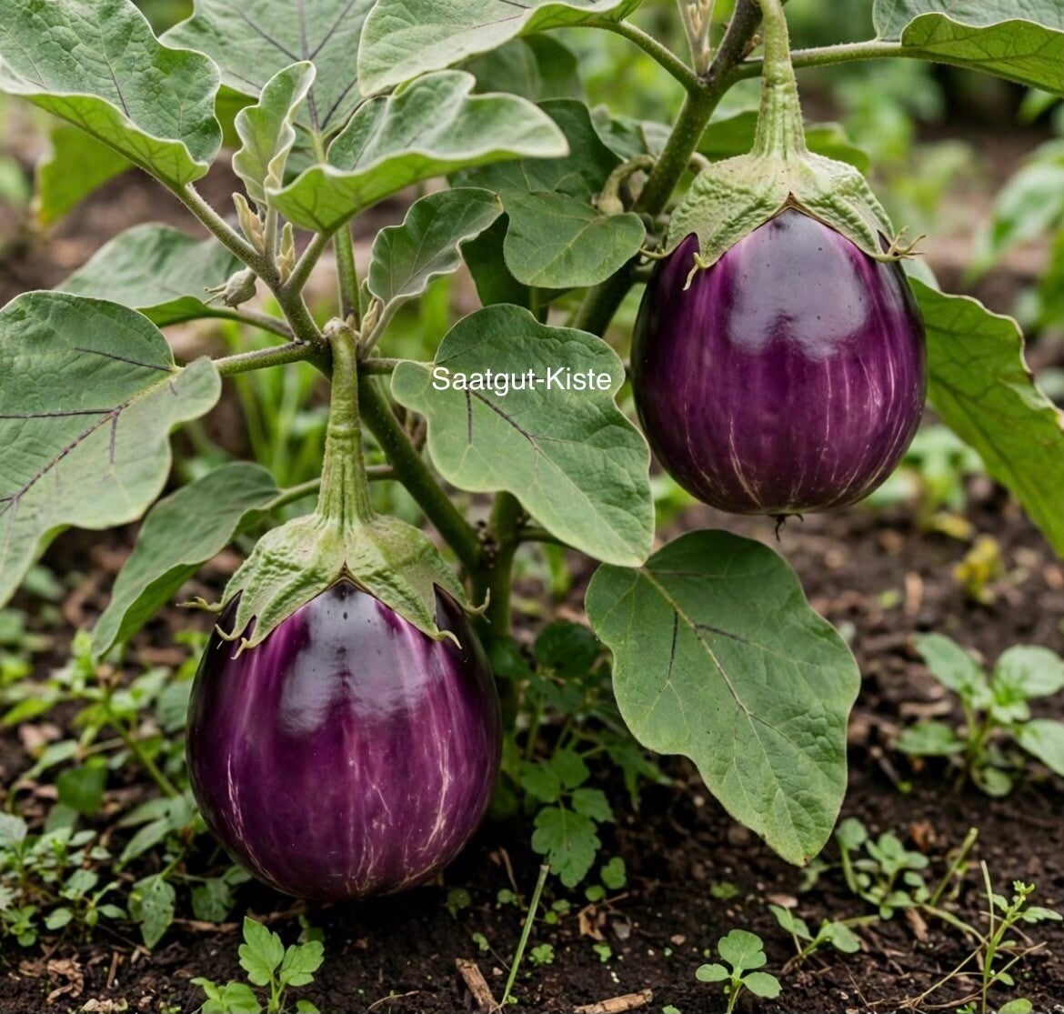 Aubergine Violetta di Firenze