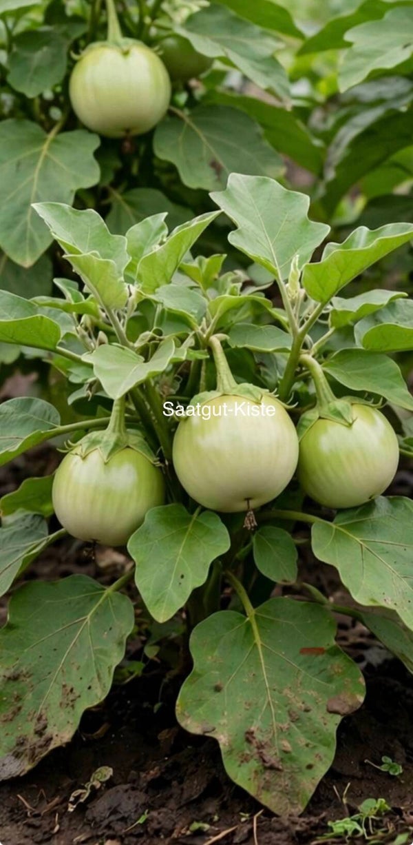 Aubergine Applegreen