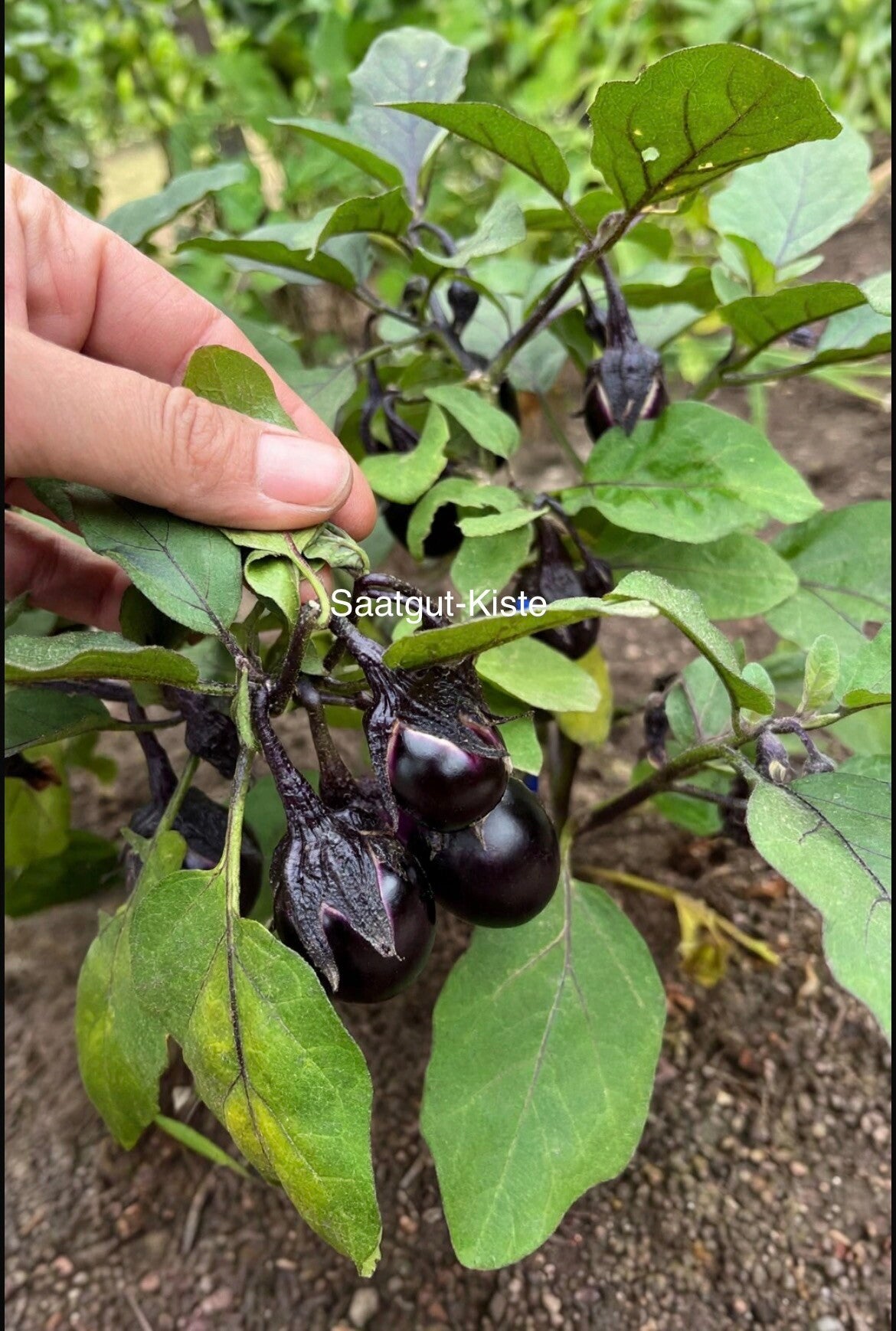 Aubergine Bambino