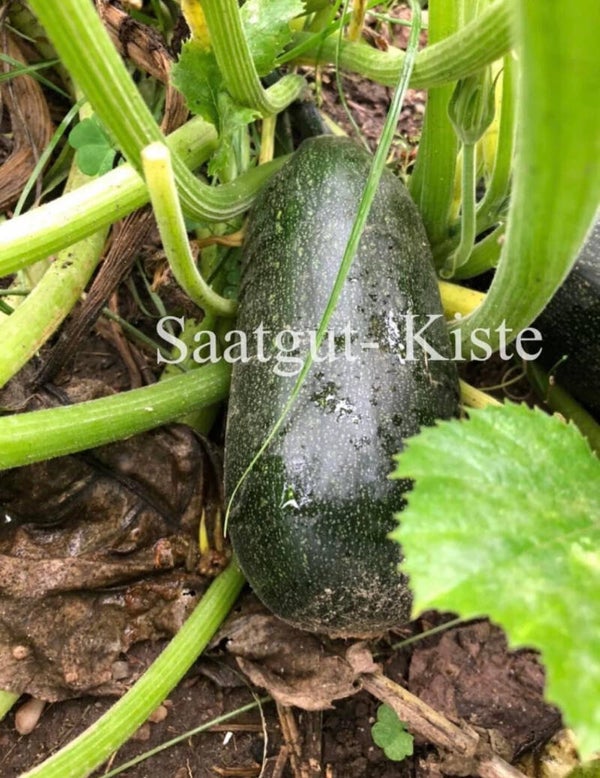 Zucchini Black Beauty