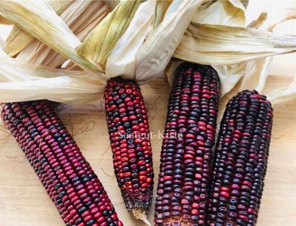 Gemüsemais Bloody Butcher