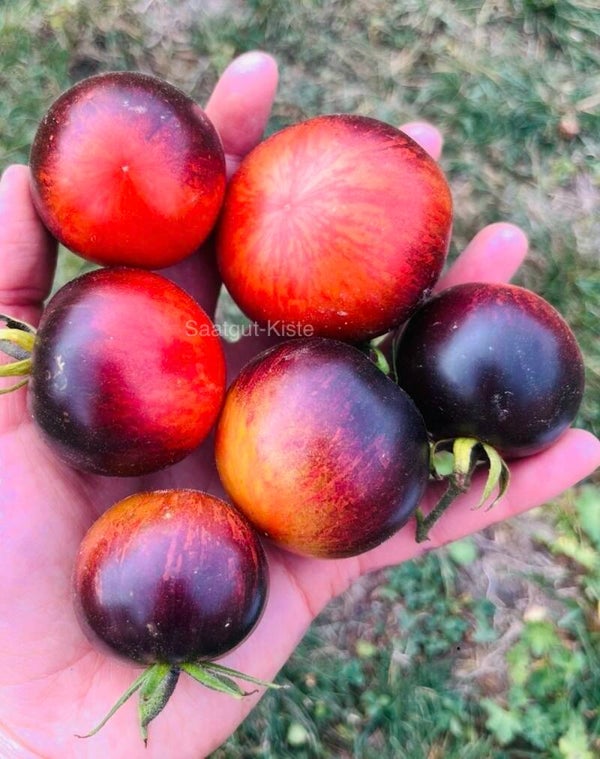 Tomate Beautiful Dreamer