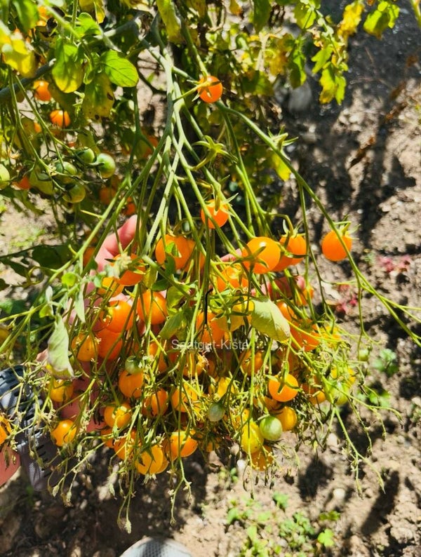 Tomate Pear of Pleasure ( Massenträger)