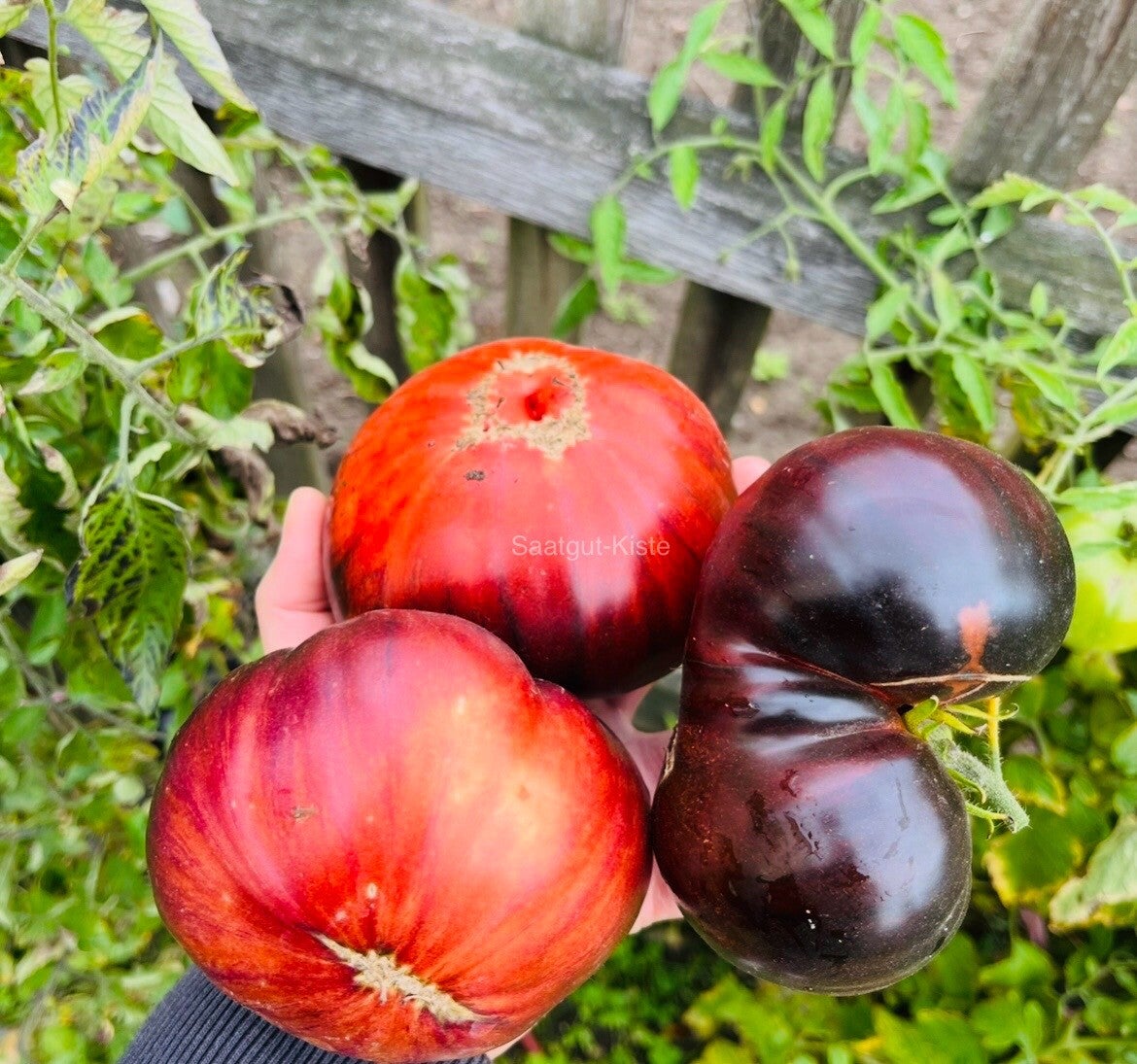 Tomate Marmande Bleu