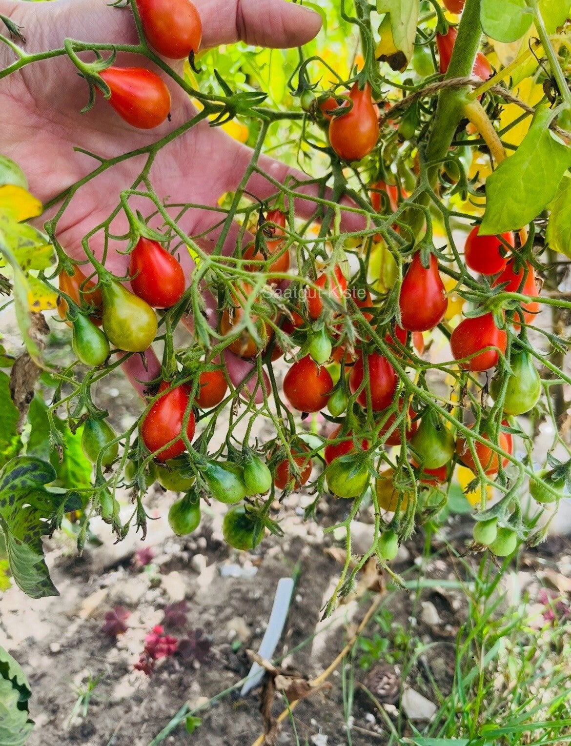 Tomate Dwarf Red Romanian Multiflora (Massenträger)