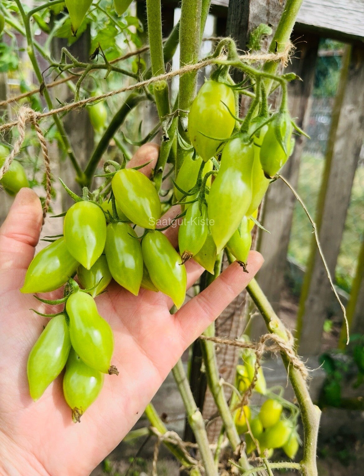 Tomate Dancing Green Fingers
