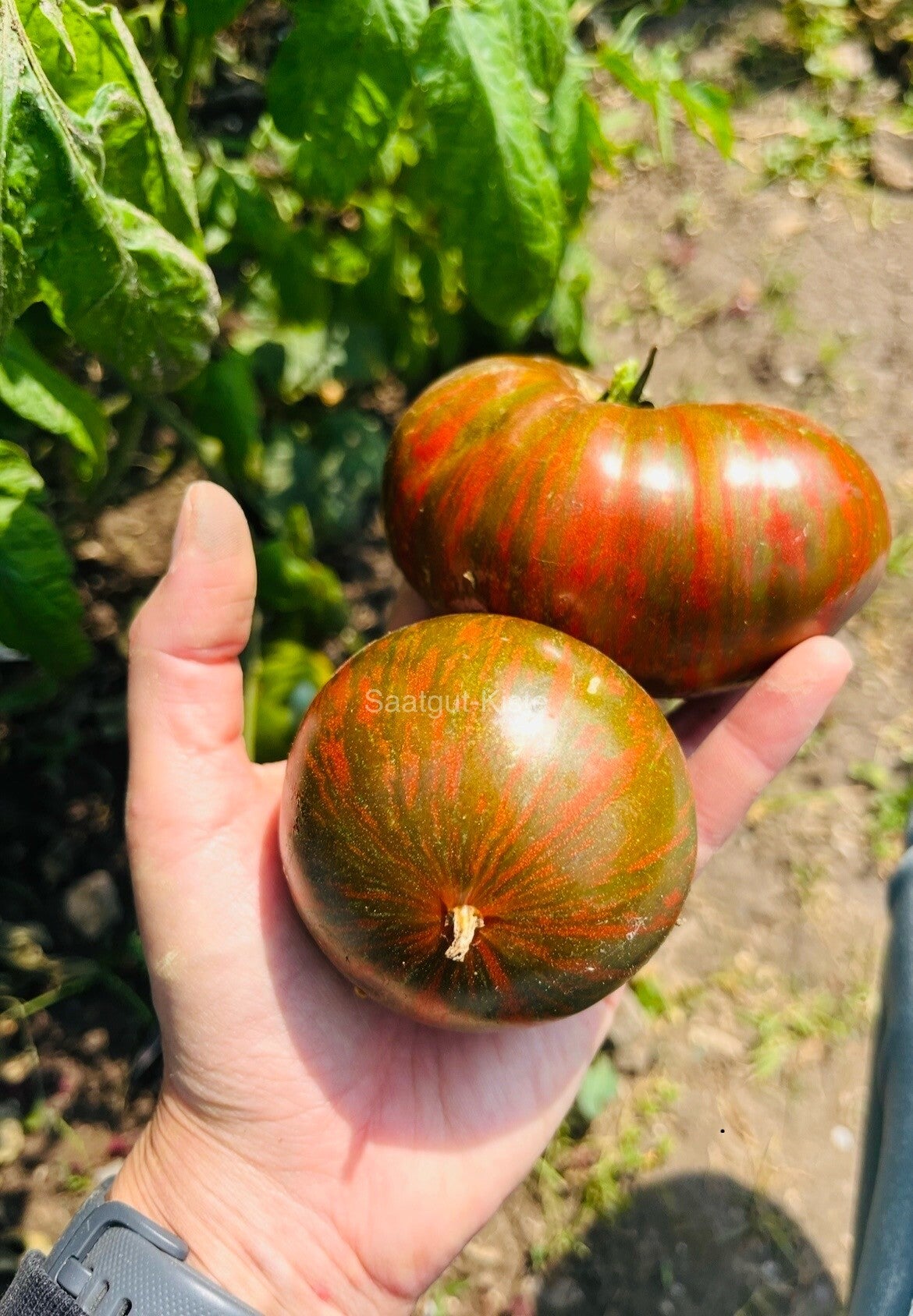 Tomate Zebra Ezel
