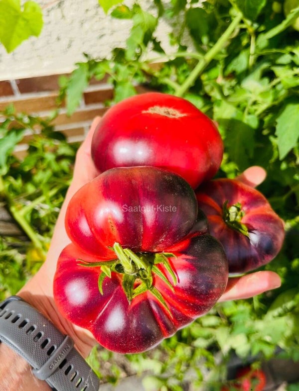 Tomate Chupa-Chups Rose