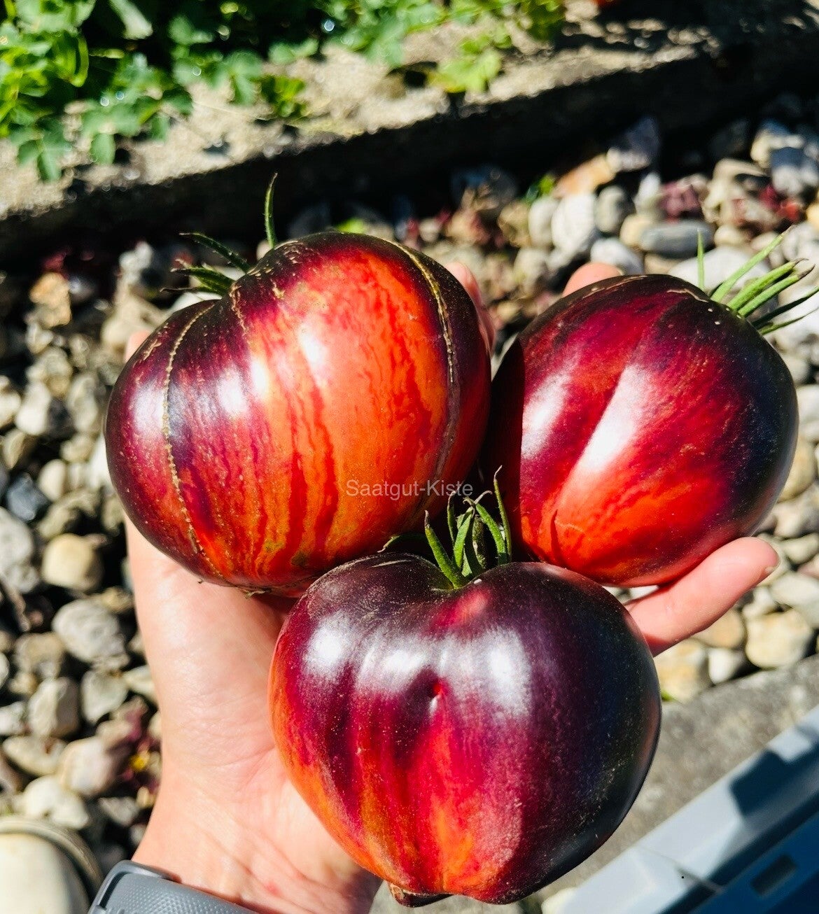 Tomate Sofia`s Fiery Comet