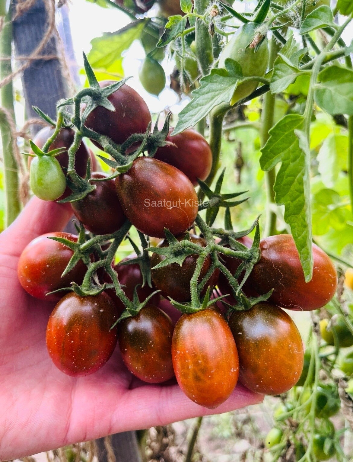 Tomate Stormin Norman (Massenträger)