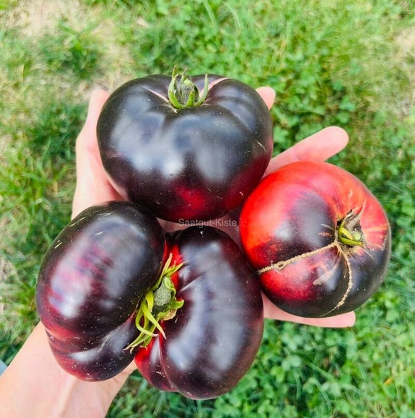 Tomate Purple Apple