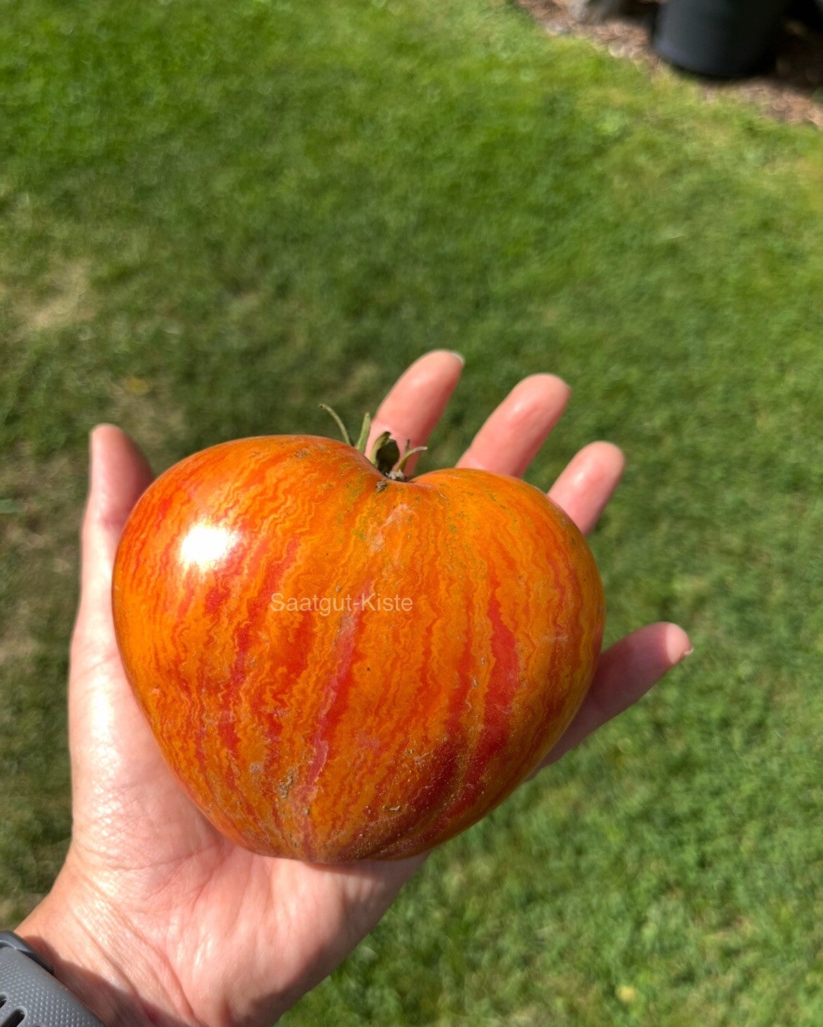 Tomate Ludmilla`s Dream