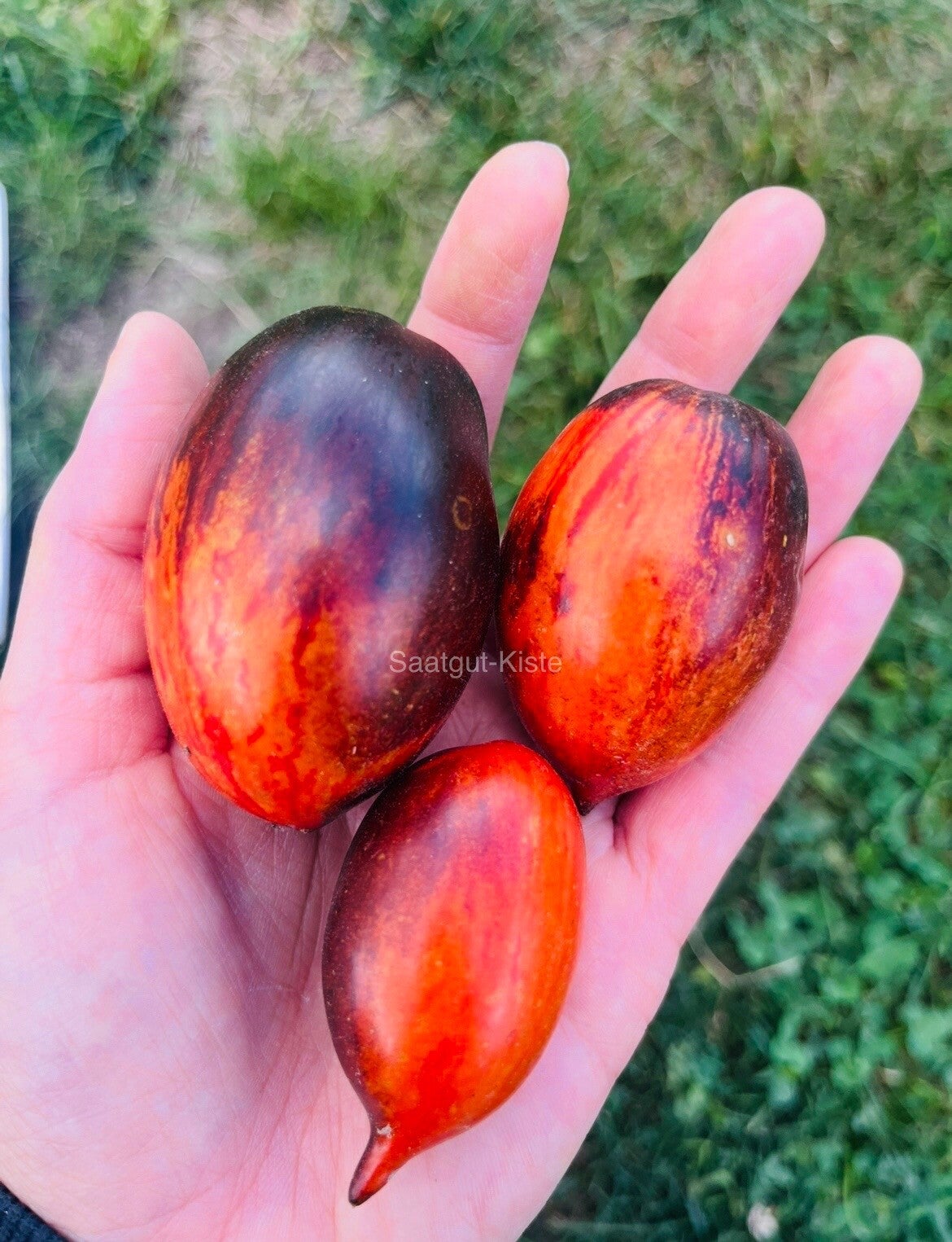 Tomate Princess of Gothic