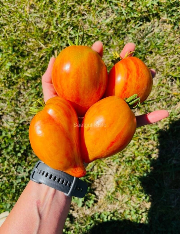 Tomate Sofia`s Sweet Caramel