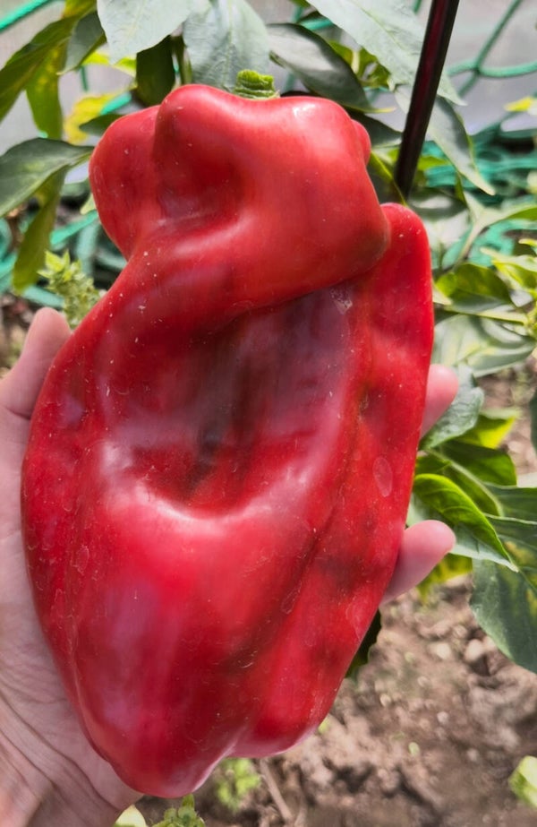 Paprika Atlantika