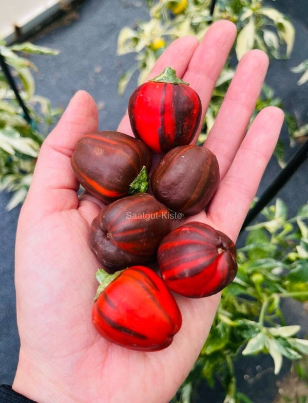 Paprika Madame Paraplü