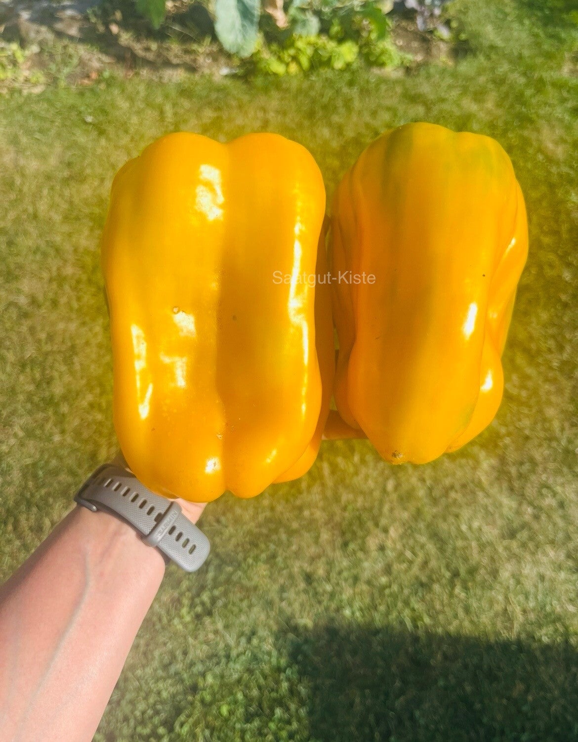 Paprika Heavyweight Yellow Giant Bell