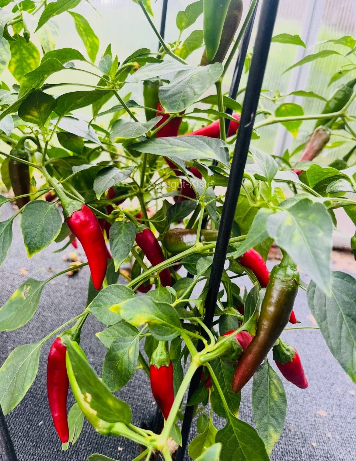 Füszerpaprika Füszer Csipös (Schärfe 1)