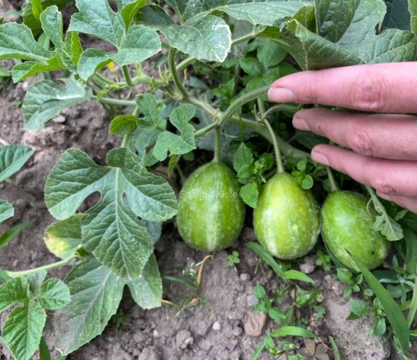 Antillengurke Liso Calcuta