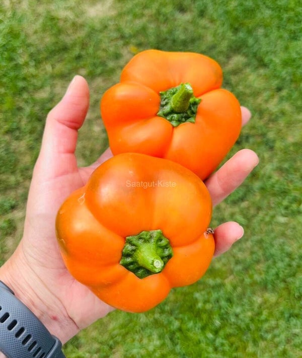 Paprika Von Baron Orange