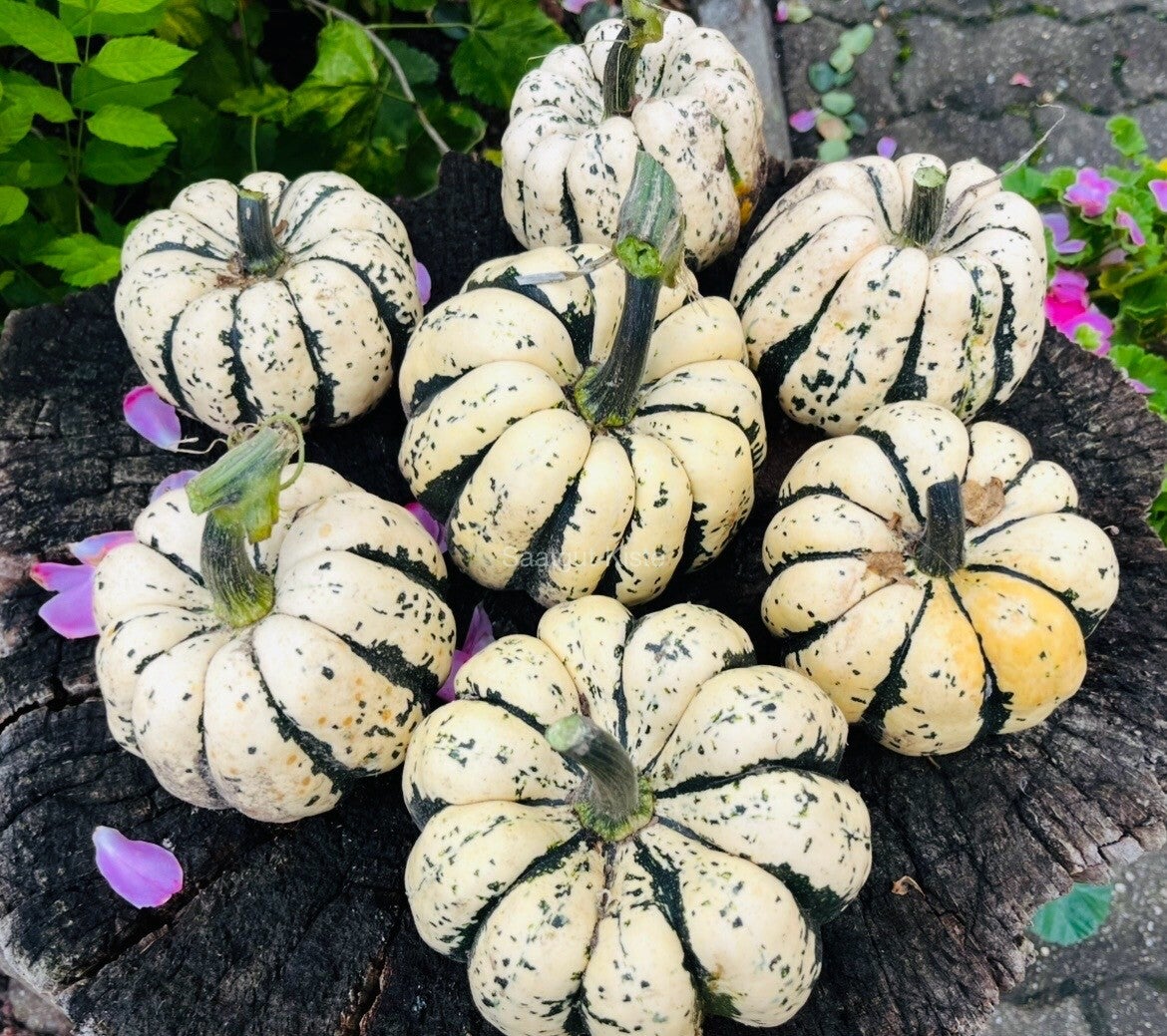 Kürbis Sweet Dumpling