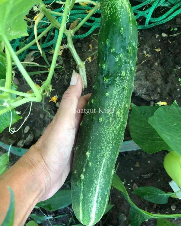 Gurke Longo da China