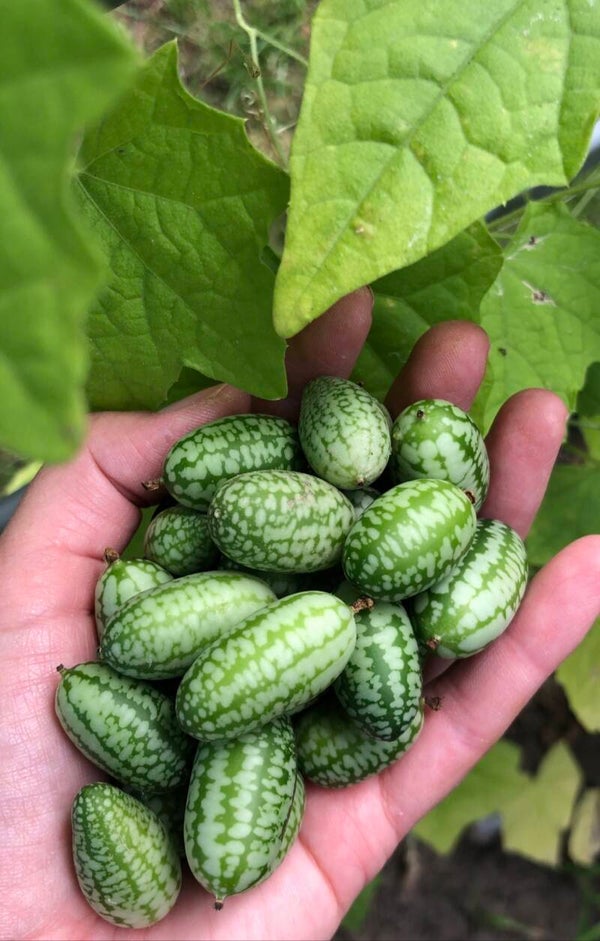 Gurke Mexikanische Minigurke