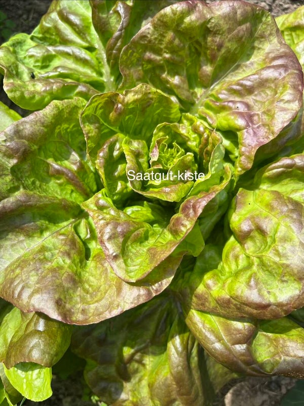 Kopfsalat Passions Brune
