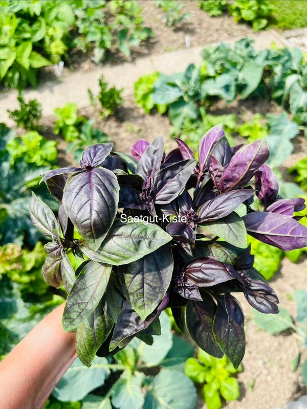 Basilikum Violetto Aromatico