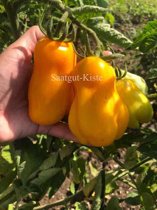 Tomate Drapee