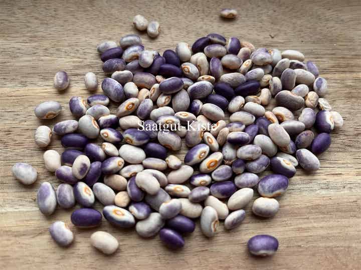 Buschbohne Blooming Prairie