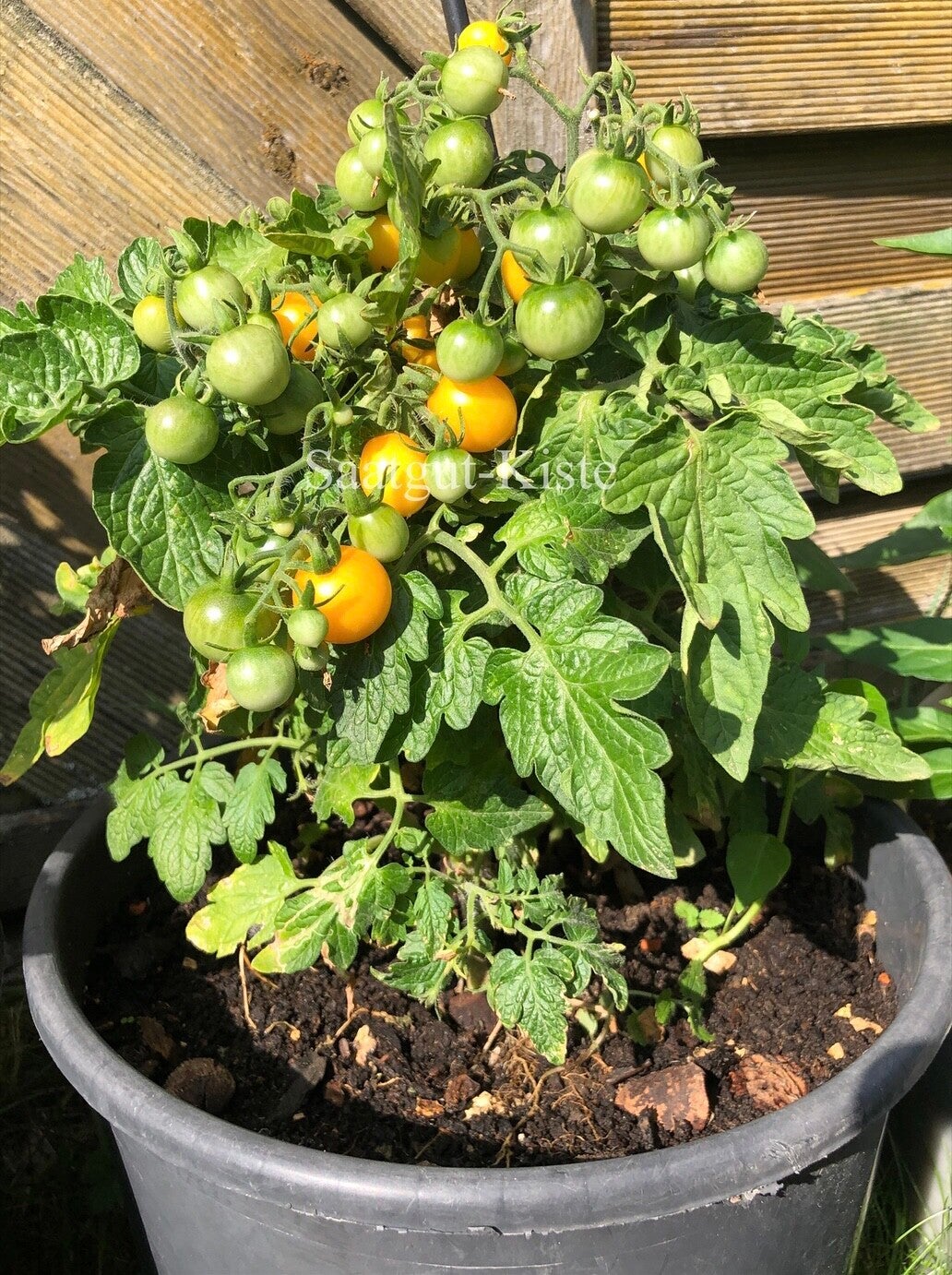Tomate Rejina Yellow Micro Dwarf (Zwergtomate)