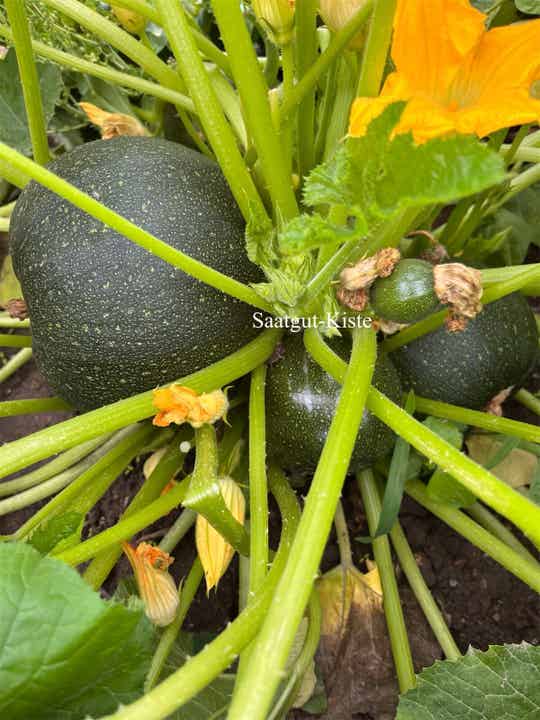 Zucchini Tondo di Piacenza