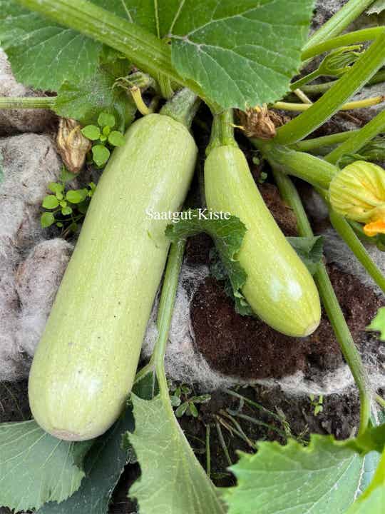 Zucchini Bianca de Trieste