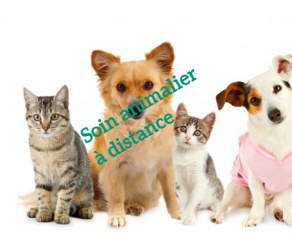 soin animalier à distance