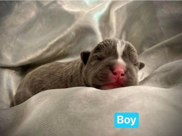 ABKC American Bully (Rocky)